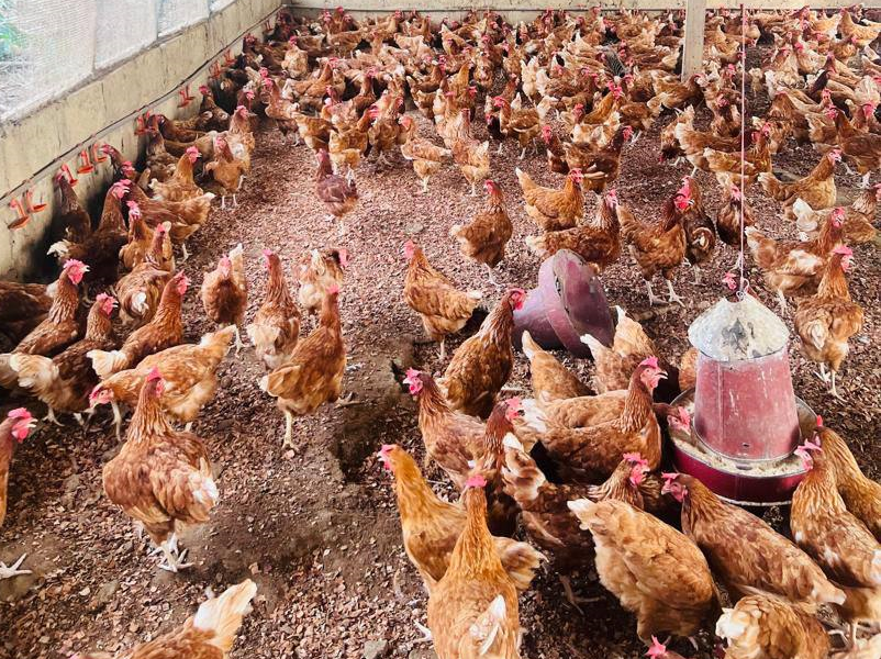 Poultry