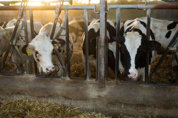 SPOTS FARMS team