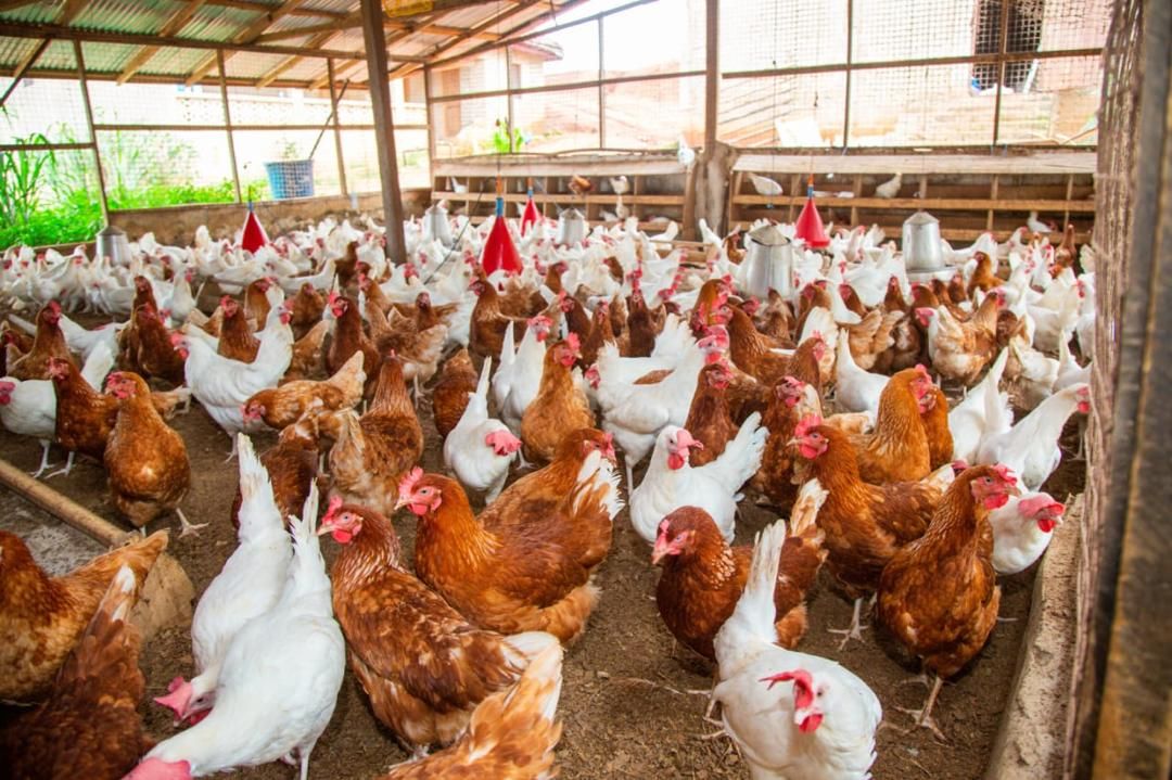 Farm tours