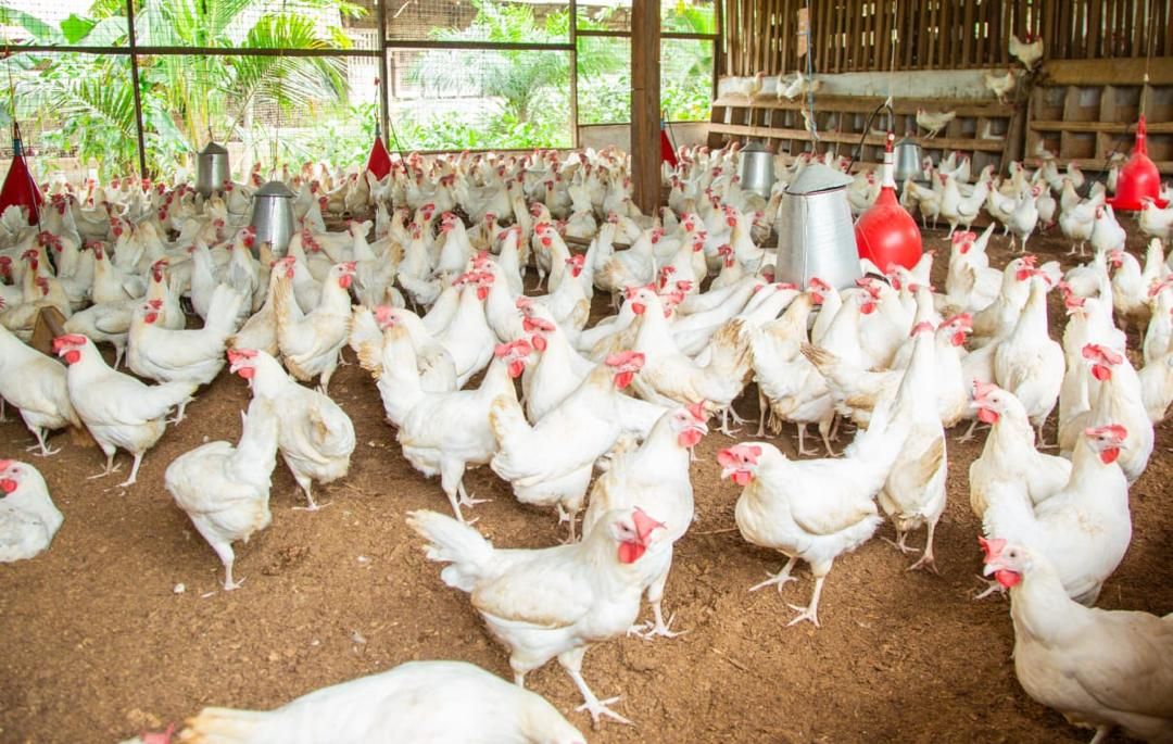 Poultry farming